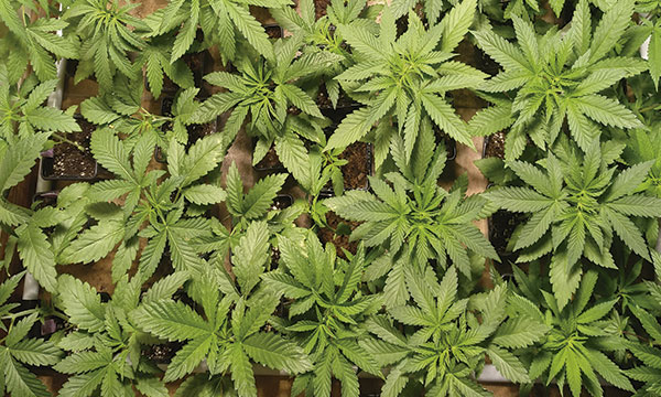 crecimiento de cannabis