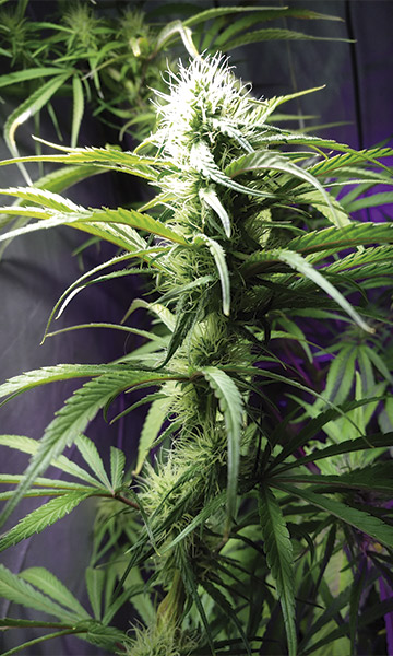 floracion de cannabis