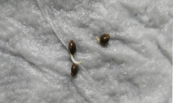 semillas de cannabis germinadas
