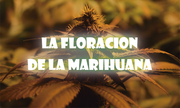 floración de la marihuana