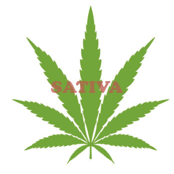 hoja de cannabis sativa