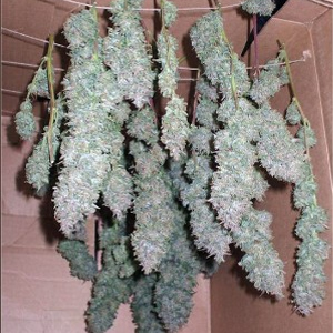 marihuana secando